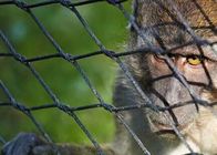 연성 케이블 네트를 방어하는 작은 새 금속 와이어 로프 메쉬 원숭이 구내 Ss 동물원 네트